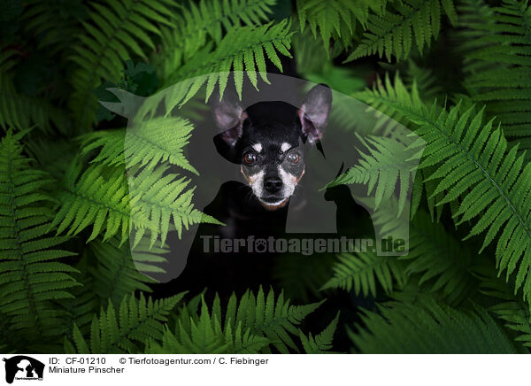 Miniature Pinscher / CF-01210