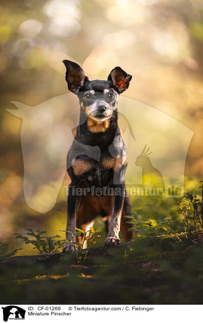 Zwergpinscher / Miniature Pinscher / CF-01266