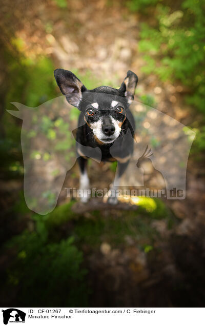 Zwergpinscher / Miniature Pinscher / CF-01267