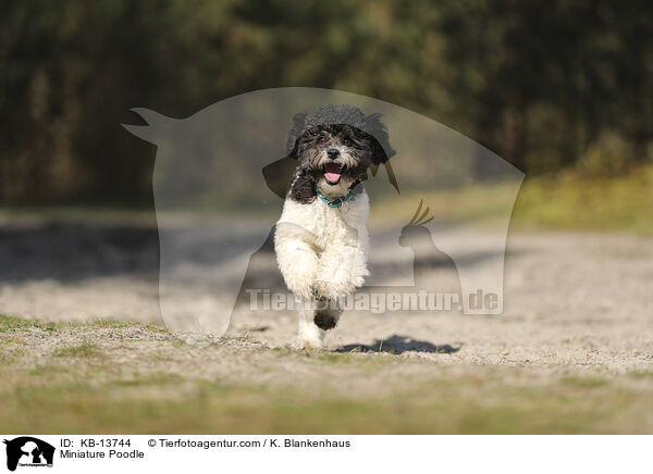 Miniature Poodle / KB-13744