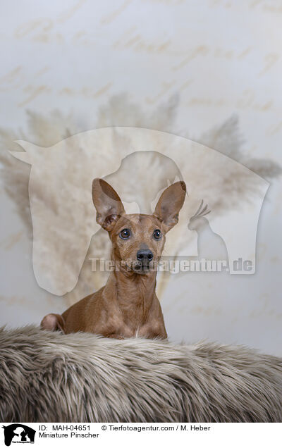 Miniature Pinscher / MAH-04651