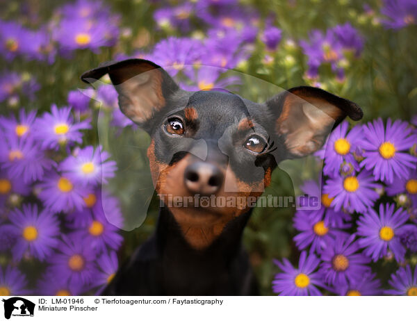 Zwergpinscher / Miniature Pinscher / LM-01946