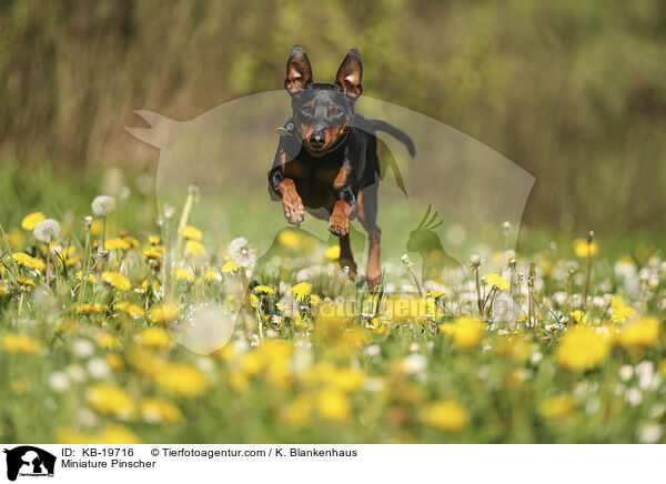 Zwergpinscher / Miniature Pinscher / KB-19716