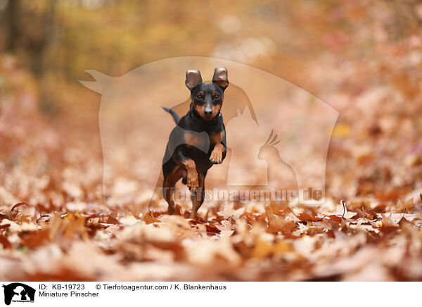 Zwergpinscher / Miniature Pinscher / KB-19723
