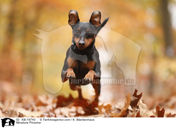 Zwergpinscher / Miniature Pinscher / KB-19740