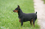 standing miniature pinscher