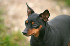 Miniature Pinscher