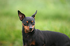 Miniature Pinscher