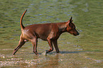 trotting miniature pinscher