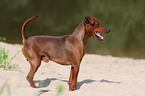 standing Miniature Pinscher