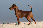 standing Miniature Pinscher