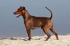 standing Miniature Pinscher