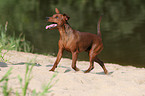 trotting Miniature Pinscher