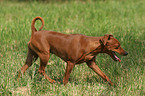 trotting Miniature Pinscher