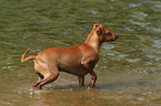 Miniature Pinscher in the water