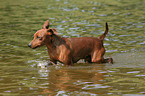 Miniature Pinscher in the water