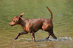 trotting Miniature Pinscher