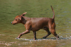 trotting Miniature Pinscher