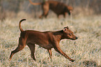 trotting Miniature Pinscher