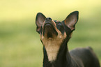 Miniature Pinscher