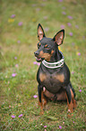 sitting miniature pinscher