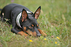 lying miniature pinscher