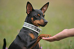 miniature pinscher giving paw
