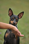 miniature pinscher giving paw