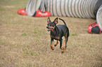 running miniature pinscher