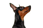 miniature pinscher portrait