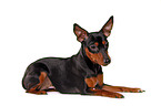 lying miniature pinscher