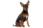 sitting miniature pinscher