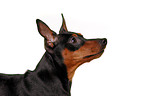 miniature pinscher portrait