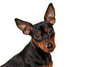 miniature pinscher portrait