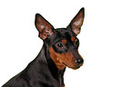 miniature pinscher portrait