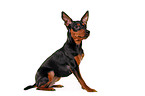 sitting miniature pinscher