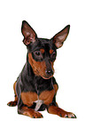 lying miniature pinscher