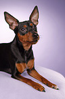 lying miniature pinscher