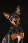 miniature pinscher portrait