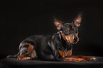 lying miniature pinscher