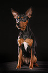 sitting miniature pinscher