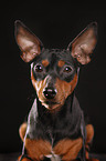 miniature pinscher portrait