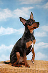 sitting miniature pinscher