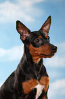 miniature pinscher portrait