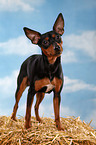 standing miniature pinscher