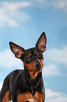 miniature pinscher portrait