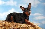 lying miniature pinscher