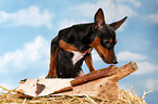 miniature pinscher