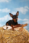 lying miniature pinscher