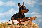 lying miniature pinscher